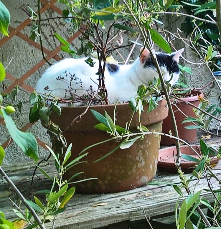 Blossom on pot 1