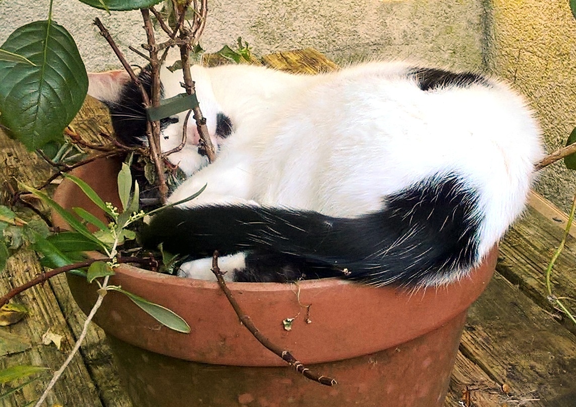 Blossom on pot 2