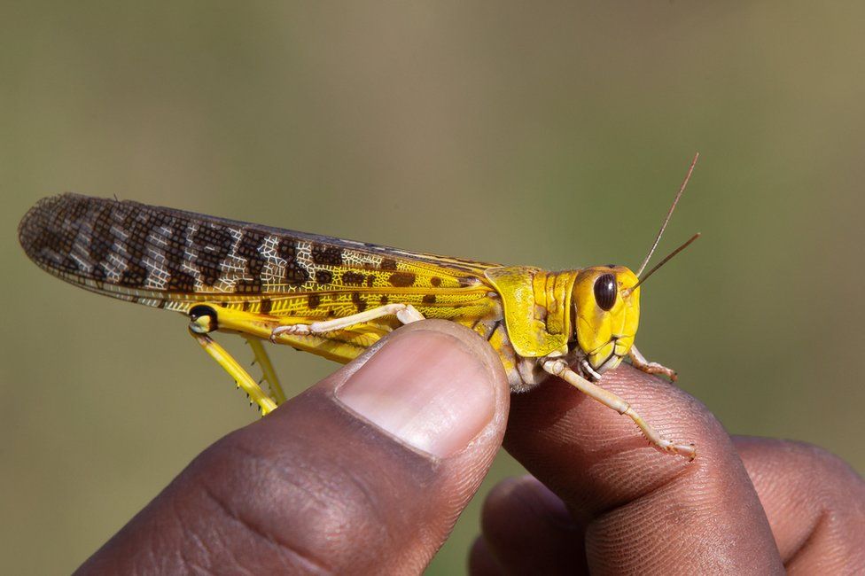 Desert locust - enlarge