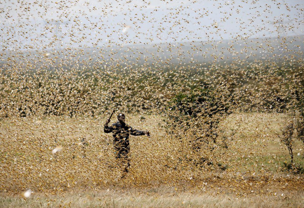 Locust swarm in field - enlarge