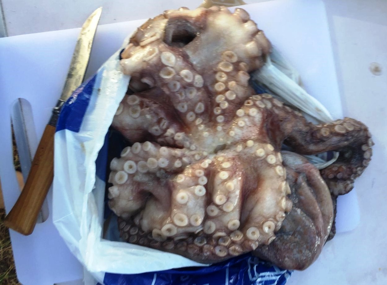 Octopus tentacles - enlarge